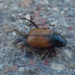 Phyllopertha horticola