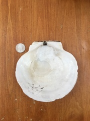 Placopecten magellanicus