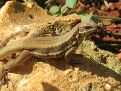 Leiocephalus cubensis