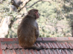 Macaca mulatta