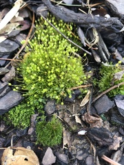 Physcomitrium
