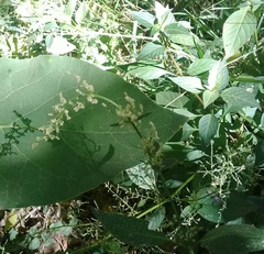 Iresine celosia