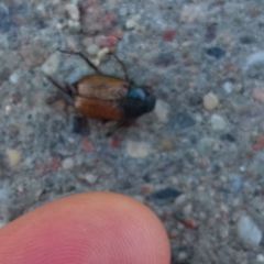 Phyllopertha horticola