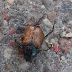 Phyllopertha horticola