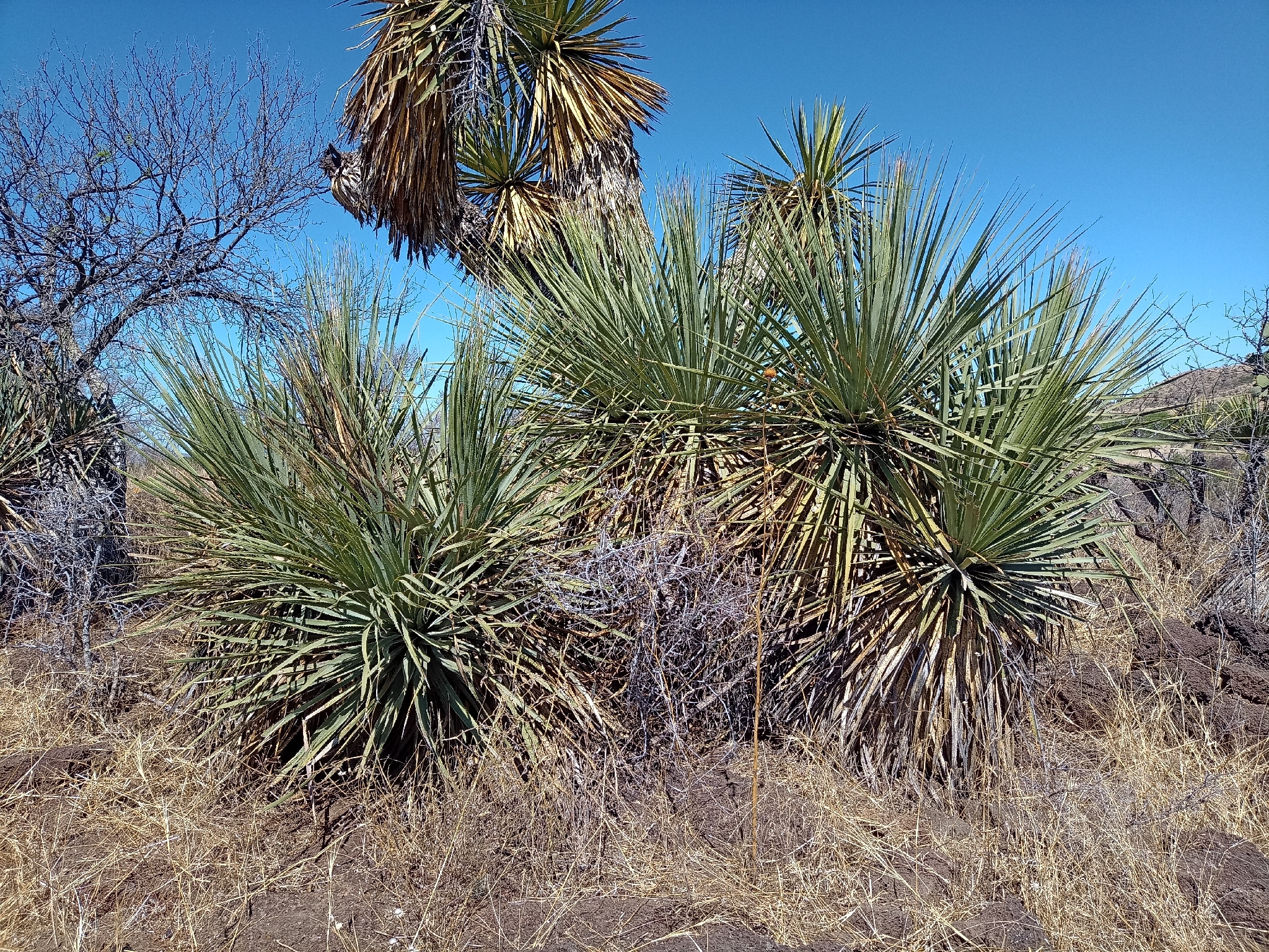Durango Sotol (Dasylirion durangense)
