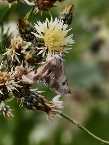 Photo of The Bordered Straw (Heliothis peltigera)