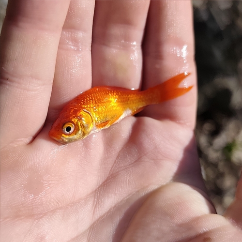 Carassius auratus
