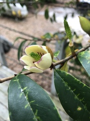 Magnolia figo