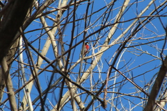 Granatellus venustus