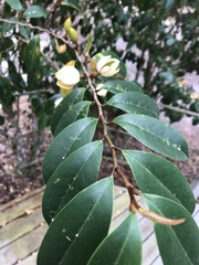 Magnolia figo
