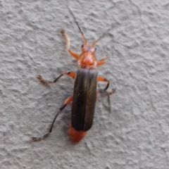 Cantharis livida