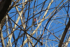 Granatellus venustus