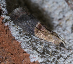 Acrobasis demotella