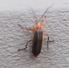 Cantharis livida