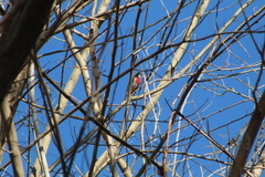 Granatellus venustus