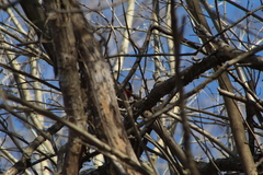 Granatellus venustus