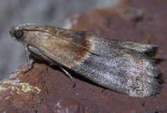 Acrobasis demotella
