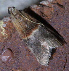 Acrobasis demotella