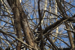 Granatellus venustus