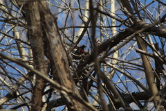 Granatellus venustus