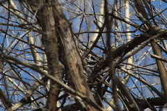 Granatellus venustus