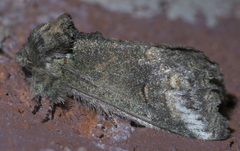 Rifargia subrotata