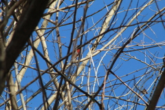 Granatellus venustus