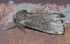 Rifargia subrotata
