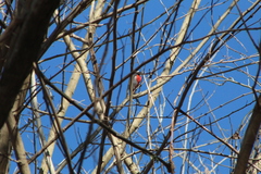 Granatellus venustus