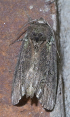 Rifargia subrotata