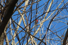 Granatellus venustus