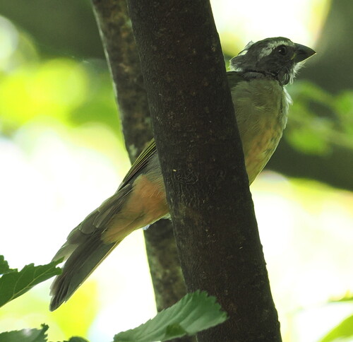 Green-winged Saltator (Saltator similis), photo 4