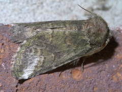 Rifargia subrotata