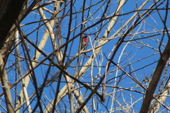 Granatellus venustus