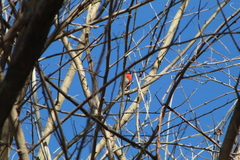 Granatellus venustus