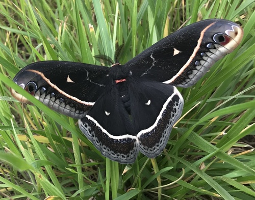 Calleta Silkmoth photo 3