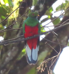 Pharomachrus antisianus