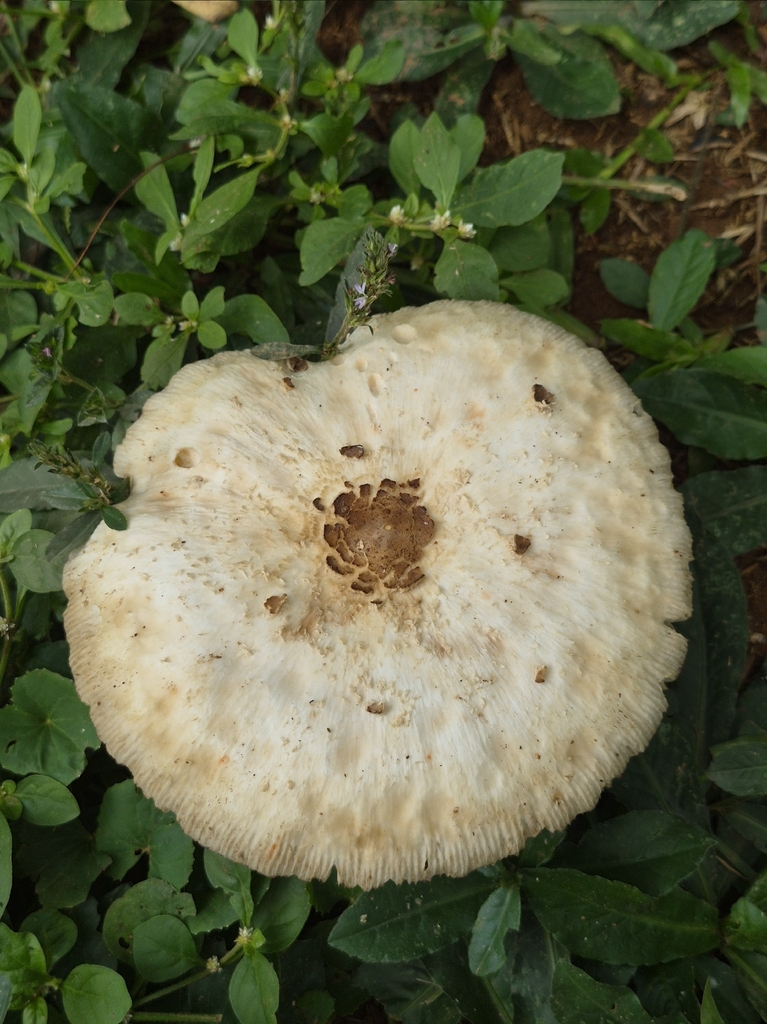 Chlorophyllum molybdites · March 2026 · photo: © kellerogabriel2000 (iNaturalist, cc-by)