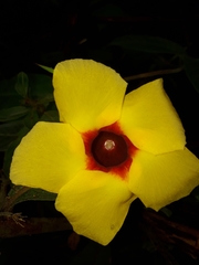 Mandevilla hirsuta