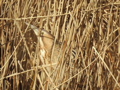 Botaurus stellaris stellaris
