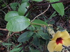 Mandevilla hirsuta