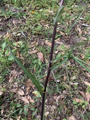 Lactuca graminifolia
