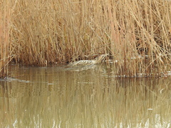 Botaurus stellaris stellaris