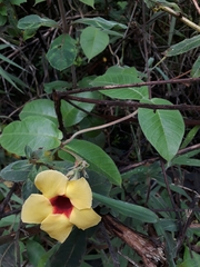 Mandevilla hirsuta