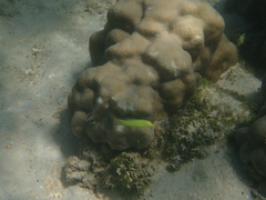 Halichoeres chloropterus