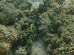 Halichoeres chloropterus