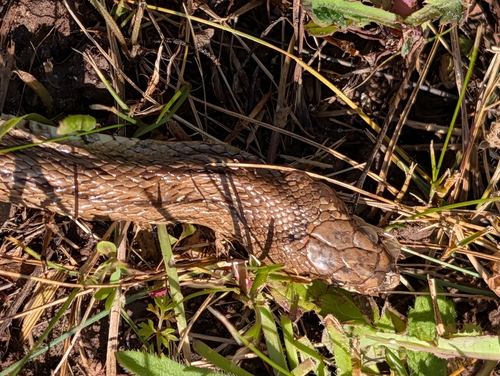 Ladder Snake