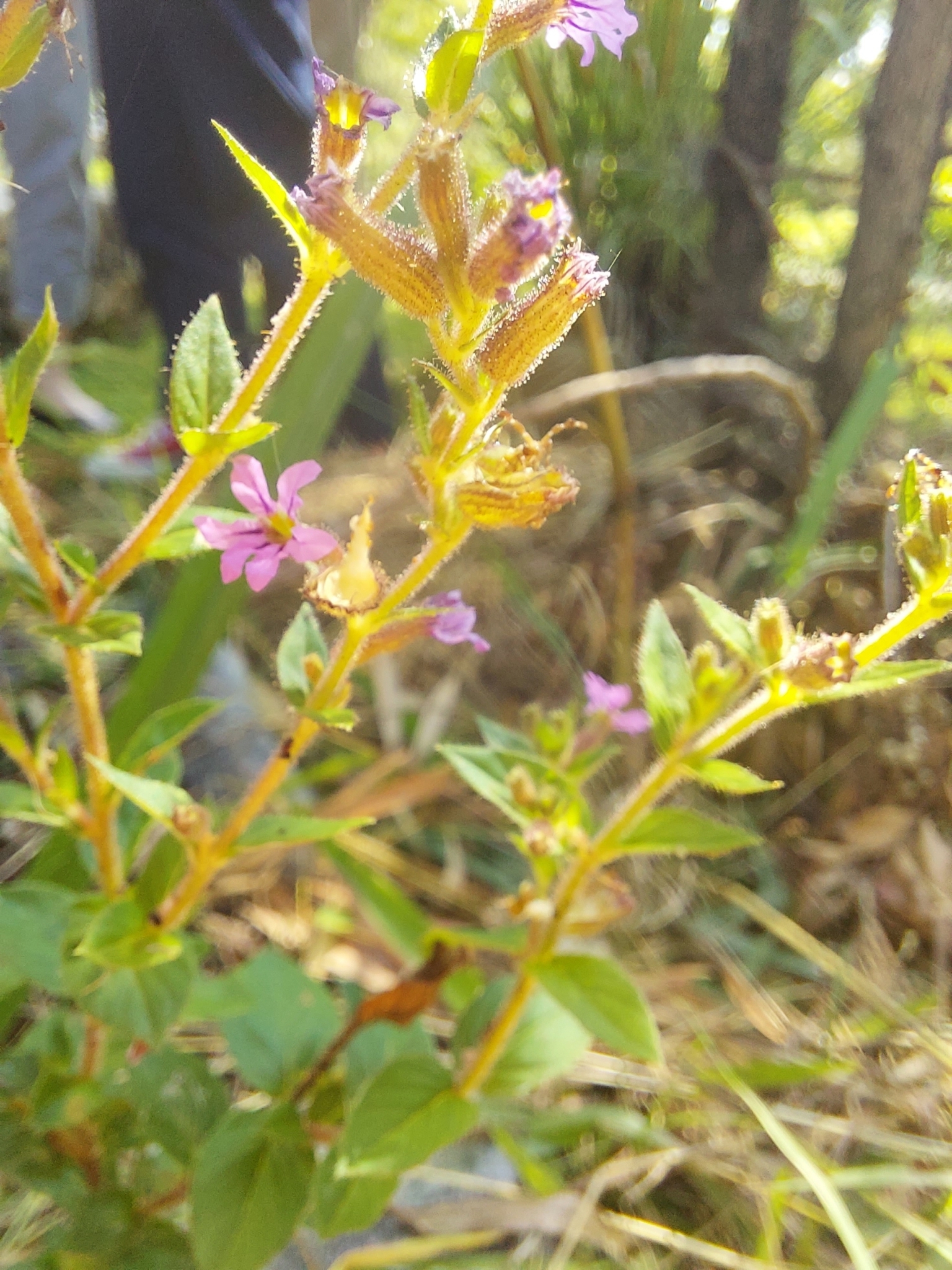 Imagem de Sete Sangrias