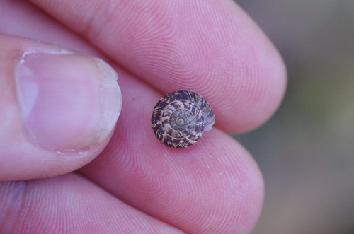 Xeroplexa intersecta