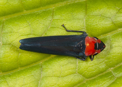 Barbinolla costaricensis